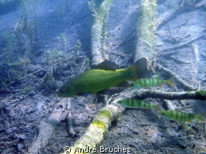 longimanus avec 3 r��moras! non(lol) tanche avec 3 perches. by André Bruchez 